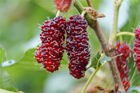 facts about mulberry tree.